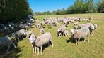 Gezocht  loods /schuur  voorjaar 2026 stalling, Dieren en Toebehoren, Schapen, Geiten en Varkens, Meerdere dieren, Schaap