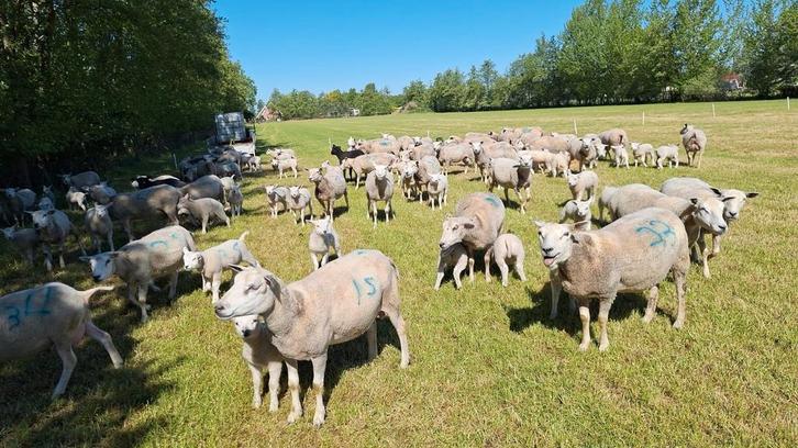 Gezocht  loods /schuur  voorjaar 2026 stalling, Dieren en Toebehoren, Schapen, Geiten en Varkens, Schaap, Meerdere dieren