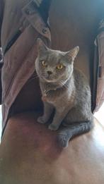 Kruising blauwrus poes, Dieren en Toebehoren, Katten en Kittens | Raskatten | Korthaar, Poes