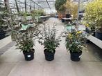 Elaeagnus Ebbingei Compacta - Olijfwilg €17,95, Ophalen of Verzenden, Overige soorten, Struik, Minder dan 100 cm