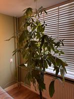 Pachira aquatica / geldboom, Ophalen, Halfschaduw, 150 tot 200 cm