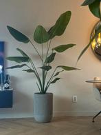 Kunstplant Strelitzia in Dijon Bloempot, 100 tot 150 cm, Overige soorten, In pot, Groene kamerplant