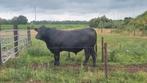 Raszuivere Black Angus dekstier, Mannelijk, 0 tot 2 jaar