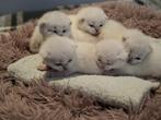 Britse Korthaar Kittens 100% raszuiver, Dieren en Toebehoren, Katten en Kittens | Raskatten | Korthaar, Poes, Ontwormd, 0 tot 2 jaar