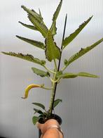 Mother of Thousands, Ophalen, Halfschaduw, Minder dan 100 cm