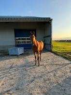 Paarden stalling aangeboden Wijdewormer, Dieren en Toebehoren, Weidegang