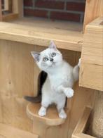 Prachtige Brits korthaar kittens van cattery, Dieren en Toebehoren, Katten en Kittens | Raskatten | Korthaar, Meerdere dieren