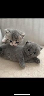 Bristkorthaar kittens