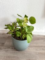 Plant met vaas, Overige kleuren, Nieuw, Ophalen of Verzenden, Glas