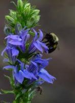 Lobelia siphilitica (Virginische lobelia) blauw, Tuin en Terras, Ophalen of Verzenden, Overige soorten, Halfschaduw