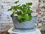 Brocante Franse jardiniere/ bloembak/ allegonda, Ophalen of Verzenden