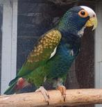 0-2 Pionus senilis '25, Dieren en Toebehoren, Vogels | Parkieten en Papegaaien, Meerdere dieren, Papegaai, Geringd