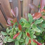 Photinia- red Robin, Tuin en Terras, Planten | Bomen, Ophalen, Volle zon, Overige soorten, 100 tot 250 cm