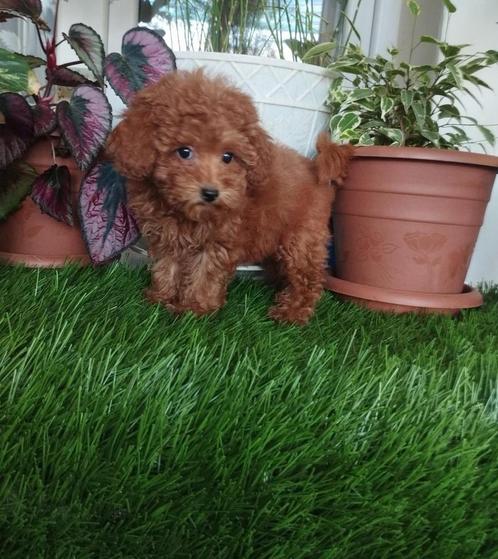 POEDEL TOY, Dieren en Toebehoren, Honden | Poolhonden, Keeshonden en Oertypen, Reu, Podenco, Particulier, Eén hond, Buitenland