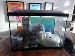 Aquarium 70 Liter + bijbehoren, Dieren en Toebehoren, Vis