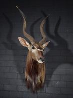 nyala taxidermy antilope opgezette preparaat samsshop, Verzamelen, Dierenverzamelingen, Ophalen of Verzenden, Gebruikt, Hert, Gewei of Kop