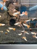 Guppy snakeskin Nederlandse kweek, Dieren en Toebehoren, Vissen | Aquariumvissen, Zoetwatervis, Vis