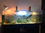 150 cm schildpadden aquarium inclusief lettersier en zaagrug, Ophalen of Verzenden