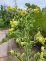 Nicotiana rustica 'Aztec' - Boerentabak, Mapacho zaden, Ophalen of Verzenden, Voorjaar, Volle zon, Zaad