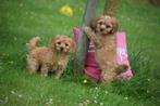 Cavapoo pups prachtige keuze, België, Rabiës (hondsdolheid), 15 weken tot 1 jaar, Meerdere