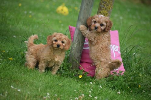 Cavapoo pups prachtige keuze, Dieren en Toebehoren, Honden | Niet-rashonden, Klein, Meerdere dieren, Fokker | Professioneel, Meerdere