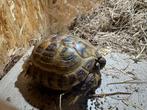 vierteen landschildpad, Dieren en Toebehoren, Reptielen en Amfibieën, Schildpad, Met terrarium, 0 tot 2 jaar
