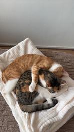 Katten, Dieren en Toebehoren, Katten en Kittens | Overige Katten, Meerdere dieren, 0 tot 2 jaar