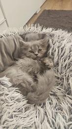 Eindhoven, Dieren en Toebehoren, Poes