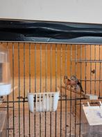 1-1 kapoetsensijzen, Meerdere dieren, Geringd