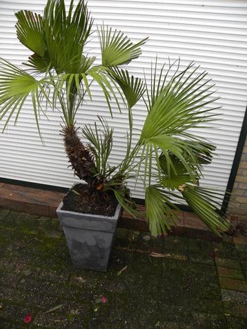 Palm in pot.  ongeveer 150cm. beschikbaar voor biedingen
