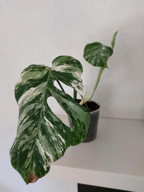 Plant Monstera Borsigiana Alba, Huis en Inrichting, Kamerplanten, Overige soorten, Minder dan 100 cm, Ophalen of Verzenden