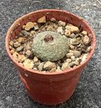 Cactus, Blossfeldia, Huis en Inrichting, Kamerplanten, Ophalen of Verzenden, Cactus, Volle zon, Minder dan 100 cm