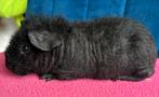Skinny cavia beren, Dieren en Toebehoren, Cavia, Mannelijk, Januari, Tam