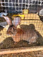 Prachtige Vlaamse reus dekram niet te koop, Dieren en Toebehoren, Konijnen, Mannelijk, Groot