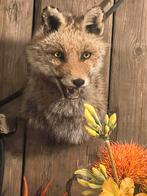 Vos vossekop opgezet taxidermie preparaat, Ophalen, Zo goed als nieuw, Wild dier, Opgezet dier