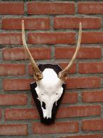 damhert spies gewei, Verzamelen, Ophalen of Verzenden, Zo goed als nieuw, Hert, Gewei of Kop