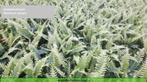 Dubbelloofvaren varen in pot, Tuin en Terras, Planten | Tuinplanten, Ophalen of Verzenden, Zomer, Halfschaduw