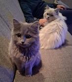 Britse langhaar kittens 14 weken mogen verhuizen, Meerdere dieren, Ontwormd, 0 tot 2 jaar