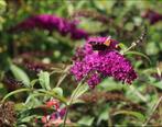 Buddleja Royal Red | Vlinderstruik | Chemievrij, Ophalen of Verzenden, Vlinderstruik, Struik, Minder dan 100 cm