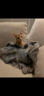 Roodharige lieve kater, Dieren en Toebehoren, Katten en Kittens | Raskatten | Korthaar, Kater