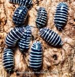 Armadillidium maculatum "Zebra", Overige soorten