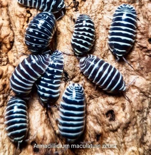 Armadillidium maculatum "Zebra", Dieren en Toebehoren, Insecten en Spinnen, Overige soorten