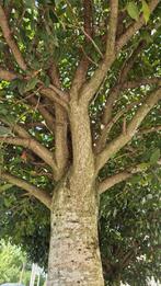 Portugese laurier, Tuin en Terras, Planten | Bomen, Halfschaduw, Lente, 100 tot 250 cm, Ophalen