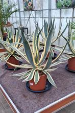 Mooie agave americano volle., Ophalen, Overige soorten, Volle zon