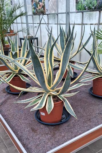 Mooie agave americano volle.  beschikbaar voor biedingen