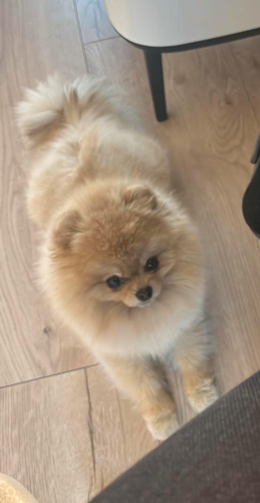 Pomeranian DEKREU! Studdog not for sale. Let op NIET TE KOOP, Dieren en Toebehoren, Honden | Chihuahua's en Gezelschapshonden