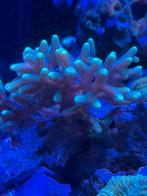 Koraal stekjes zee aquarium, Dieren en Toebehoren, Vissen | Aquariumvissen, Overige typen