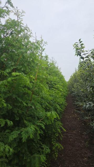 Chinese mamoetboom/watercipres beschikbaar voor biedingen
