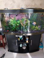 Groot Aquarium met vissen, Ophalen, Zo goed als nieuw, Gevuld zoetwateraquarium