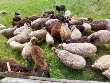 wol van OUESSANTSCHAPEN  vilten spinnen k beschikbaar voor biedingen